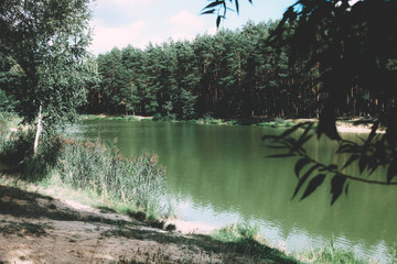 Beautiful lake near pine forest