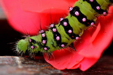SATURNIA PAVONIA - Green caterpillar
