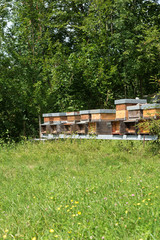 Row of honey in the meadow