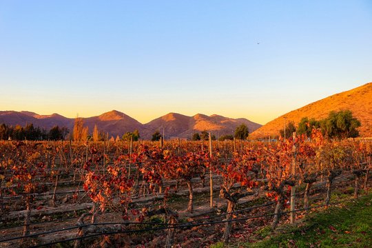 Tour em outono nos vinhedos, com vinícolas, jardins e museu que termina com uma degustação de vinhos - A Viña Santa Rita é uma das mais antigas e tradicionais vinhas do Chile