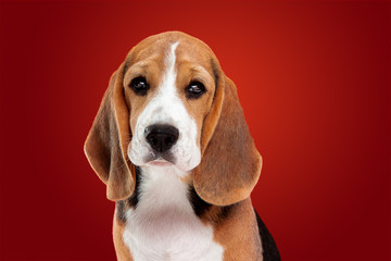 Beagle tricolor puppy is posing. Cute white-braun-black doggy or pet is sitting on red background. Looks attented and sad. Studio photoshot. Concept of motion, movement, action. Negative space.