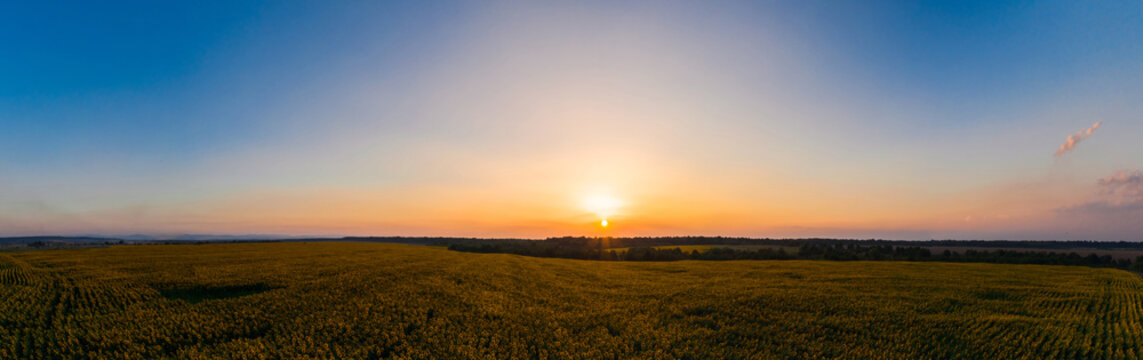 Sunflower field on fertile black earths of Ukraine, on the horizon a beautiful sunset, panorama.