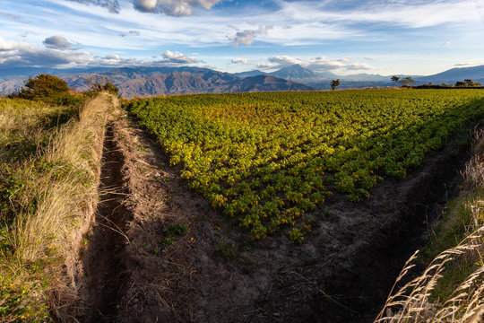 Andean Landscape  Extensive Hillside Crops