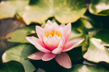 Pink lotus flower flowering in the pond in the green leaves. Beautiful floral background.