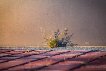 Grass growing through red rectangular paving stones background