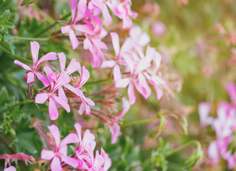 Pink blossom geranium flowers bloom, retro toned, bokeh pink pastel soft flower background