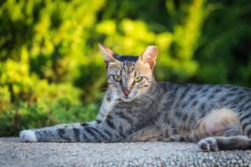 Closeup of a striped cat in Israel, а cutted ear piece means the cat is sterilized