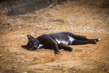 Durty black stray homeless cat lying and steeping on the ground