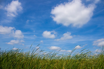 Grass and clouds