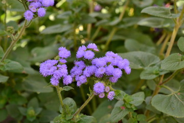 Obraz premium Annual flower of agrateum blue in the flowerbed