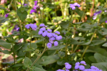 Annual flower of agrateum blue in the flowerbed