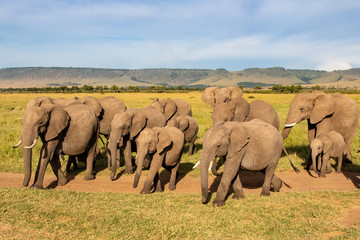 Close encounter with an elephant herd that passes by in the Masai Mara Game Reserve in Kenya