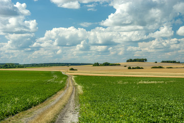 A long dirt road through a green beet field