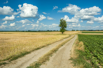 Fototapeta na wymiar Beautiful view of a dirt road and a lonely tree in a field