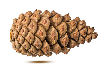 Pinecone isolated on white background with clipping path