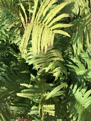 Background with green fern in the sunlight