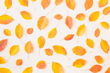 Flat lay pattern with colorful autumn leaves on a white background