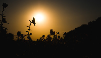 Sunflower field in the sunset light. Insanely beautiful screensaver