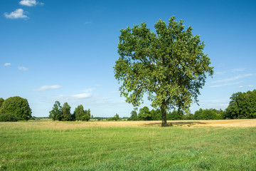 Fototapeta na wymiar Beautiful big oak in the meadow