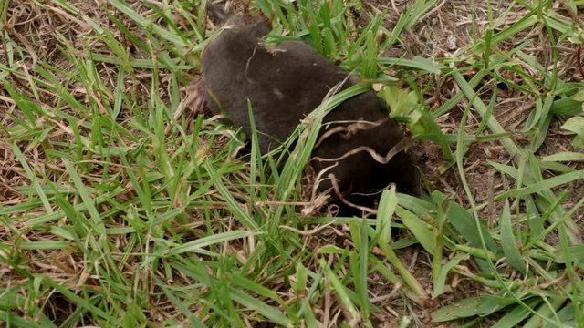 A mole is running through the grass. The mole is caught with his bare hands. Mole earthen