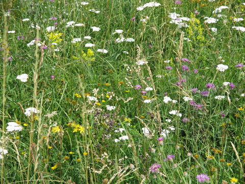 bunte bergblumenwiese mit schafgarbe