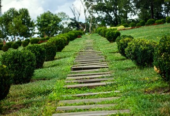 path in the garden
