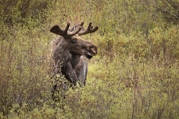 Bull Moose