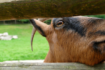 Ziege
