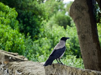 crow on tree