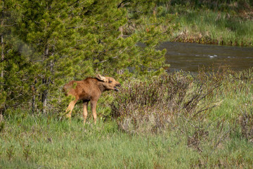 Obraz na płótnie Canvas Baby Moose Calf
