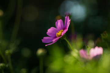 Fototapeta premium Purple Cosmo