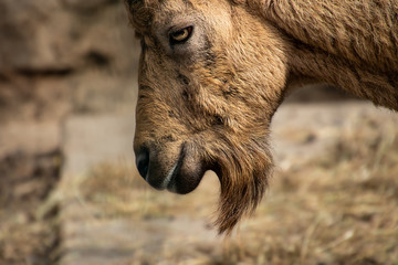 Fototapeta premium Ziege
