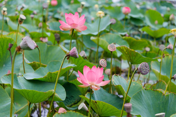 Beautiful lotus flowers with minted in its natural habitat, against the background of its leaves. Medium plan.