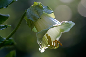 bellvine with great bokeh