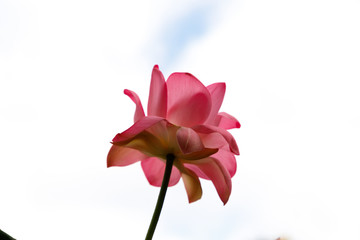 Beautiful very large shot Lotus flower, close-up