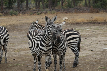 z&egrave;bres au parc animalier