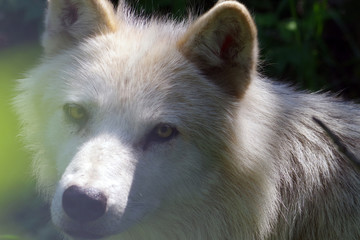 Obraz premium Mahikan, le domaine des loups