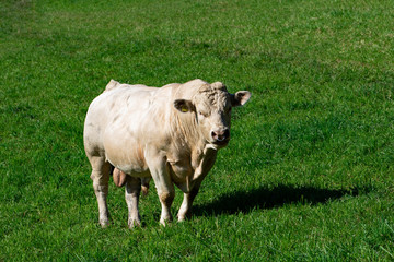 Stier