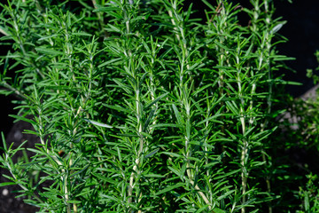 Fototapeta na wymiar Fresh green leaves of organic Rosmarinus officinalis plant, commonly known as rosemary, in an aromatic herbs garden