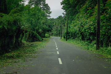 Fototapeta na wymiar Empty road towards the forest