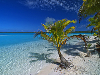 Coconut Tree Polynesia