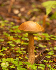 Mushroom boletus growing in the forest. blurred background.