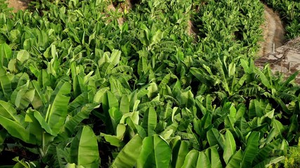 Banana tree plantation in Turkey.