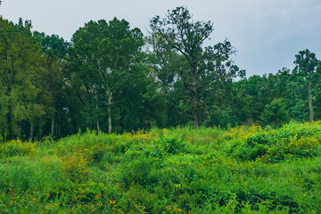 Field of yellow flowers against a woodland landscape