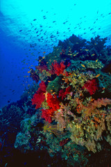Naklejka na ściany i meble Soft Corals Fiji