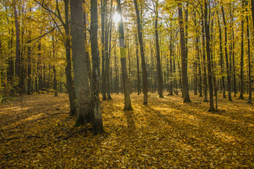 The sun behind the trees in the yellow autumn forest
