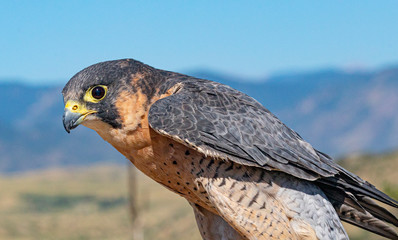 Close Up Barbary Falcon Portrait