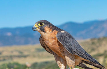 Close Up Barbary Falcon Portrait