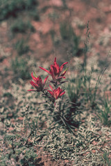 Wild flowers are growing on the field near the mountains 