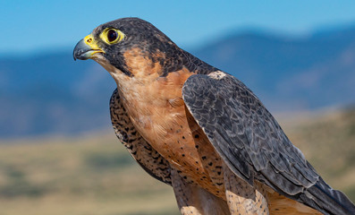 Close Up Barbary Falcon Portrait